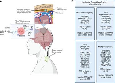 Synthesizing Molecular and Immune Characteristics to Move Beyond WHO Grade in Meningiomas: A Focused Review